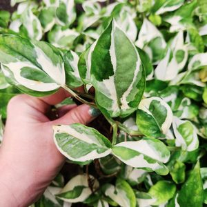 Products: 6x Epipremnum Aureum N’joy Pothos bulk - Urban Roots