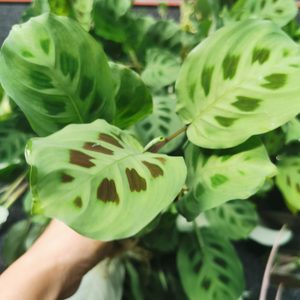 Products: 6 x Maranta Leuconeura - Urban Roots