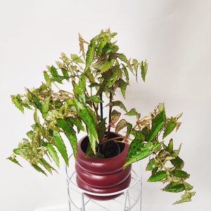Oversized Begonia Amphioxus - Urban Roots