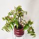 Oversized Begonia Amphioxus - Urban Roots