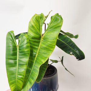 Oversized Philodendron Billietiae - Urban Roots