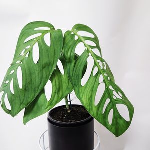 Plant and Pot xLarge Monstera Epipremnoides - Urban Roots