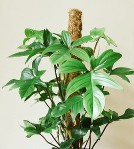 Products: Oversized Philodendron Florida - Urban Roots