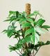Oversized Philodendron Florida - Urban Roots