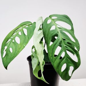Products: XLarge Monstera Epipremnoides - Urban Roots