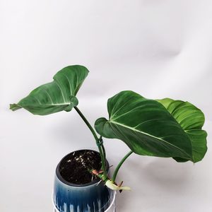 XLarge leaf Philodendron Gloriosum - Urban Roots