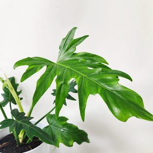 Products: Plant and Pot Large Philodendron Radiatum - Urban Roots