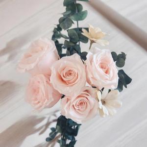 Products: Pink Roses – Eternal Blush - Urban Roots