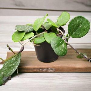 Large Hoya Obovata - Urban Roots