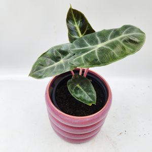 Products: Alocasia Pink Dragon Medium Size - Urban Roots