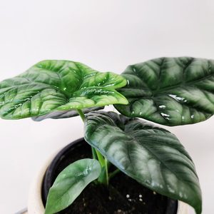 Alocasia Sinuata (Quilted Dreams) Medium - Urban Roots