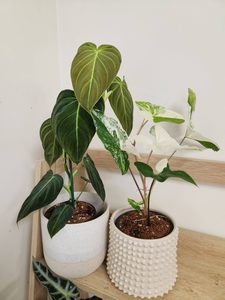 Products: Philodendron Melanochrysum (Black Gold) - Urban Roots