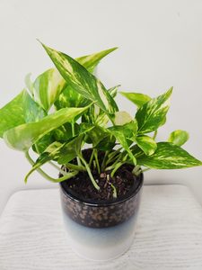 Epipremnum aureum – Golden Pothos - Urban Roots