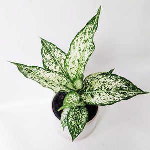 Products: Aglaonema White Valentine - Urban Roots