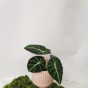 Plant and Pot Medium Alocasia Black Velvet - Urban Roots