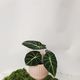 Plant and Pot Medium Alocasia Black Velvet - Urban Roots