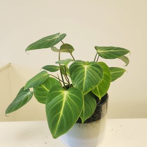 Plant and Pot Philodendron Gloriosum - Urban Roots