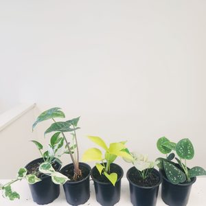 Indoor Plant Super Color Five Pack - Urban Roots