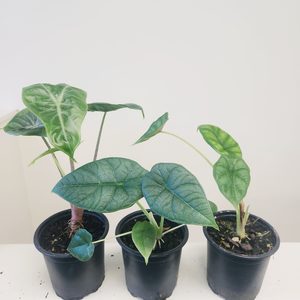 Alocasia Super Color Three Pack D - Urban Roots