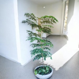 Plant and Pot Arrangement - Urban Roots