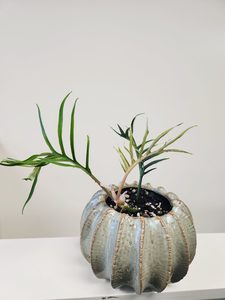 Plant and Pot Arrangement - Urban Roots