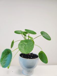 Plant and Pot Arrangement - Urban Roots