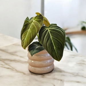 Philodendron Melanochrysum (Black Gold) Dble Planted - Urban Roots