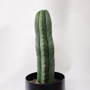 Plant and Pot Arrangement - Urban Roots