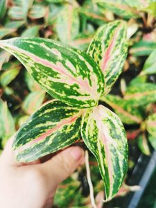 4x Aglaonema Nightsparkle Bulk - Urban Roots