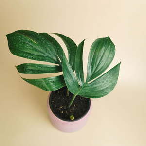 Rhaphidophora Decursiva - Urban Roots