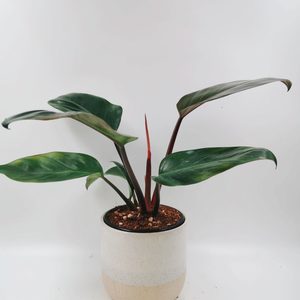 Plant Gift Large Philodendron Rojo Congo w Pot - Urban Roots