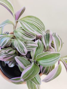 Products: Plant and Pot Nanouk Inch Plant - Urban Roots