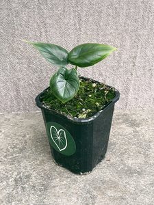 Products: Alocasia Dragon Scale