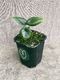 Alocasia Dragon Scale