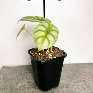Products: Alocasia Silver Dragon