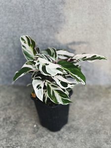 Calathea White Fusion – Second Grade