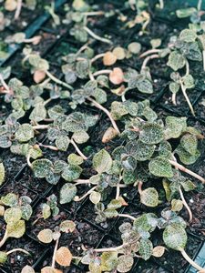 FREE Jewel Orchid for orders over $200 (While stock lasts)