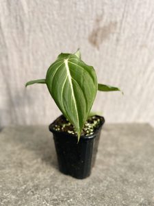 Philodendron Gloriosum White Vein