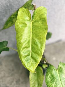 Philodendron Paraiso Verde