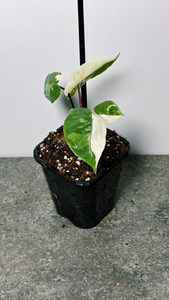 Alocasia Black Stem Variegated