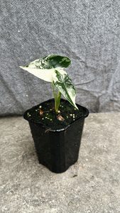 Alocasia Frydek Variegated