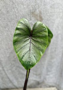 Colocasia Pharaoh’s Mask