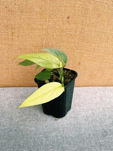 Epipremnum Pinnatum ‘Cebu Blue’
