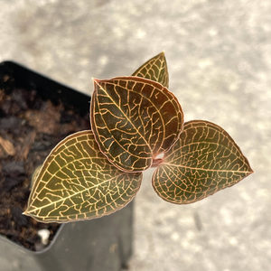 Mixed Jewel Orchids
