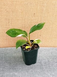 Philodendron White Knight