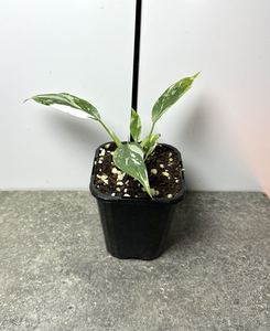 Philodendron White Princess