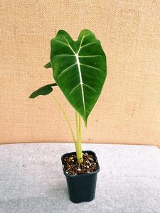 Alocasia Frydek