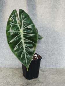 Alocasia Pink Dragon