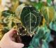 Anthurium Forgetii Dark Form
