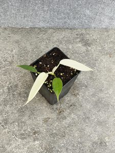 Products: Philodendron Florida Ghost